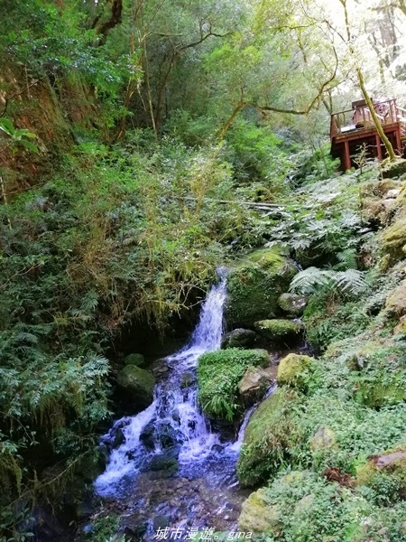 【桃園復興】有氧森呼吸。 山迢路遠超美的拉拉山神木群步道