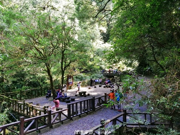 【桃園復興】有氧森呼吸。 山迢路遠超美的拉拉山神木群步道