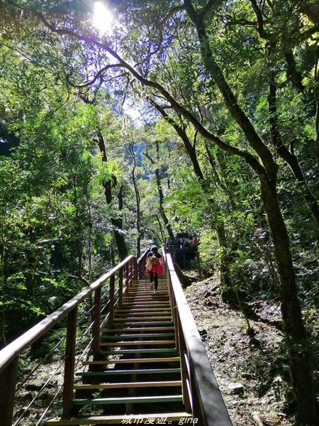 【桃園復興】有氧森呼吸。 山迢路遠超美的拉拉山神木群步道