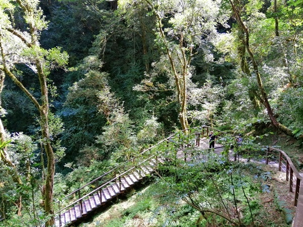 【桃園復興】有氧森呼吸。 山迢路遠超美的拉拉山神木群步道