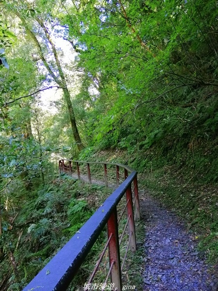 【桃園復興】有氧森呼吸。 山迢路遠超美的拉拉山神木群步道