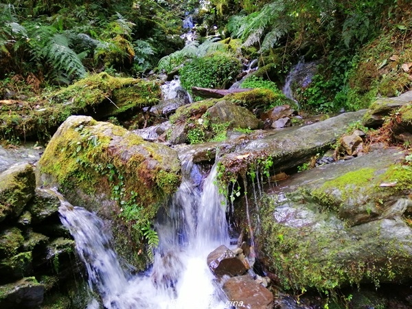 【桃園復興】有氧森呼吸。 山迢路遠超美的拉拉山神木群步道