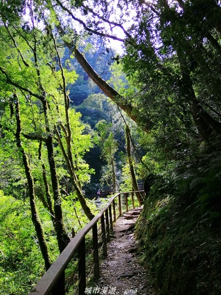 【桃園復興】有氧森呼吸。 山迢路遠超美的拉拉山神木群步道