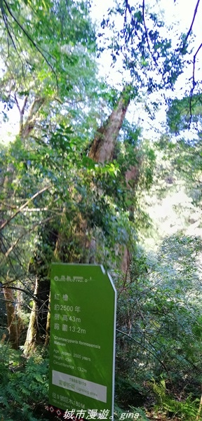 【桃園復興】有氧森呼吸。 山迢路遠超美的拉拉山神木群步道