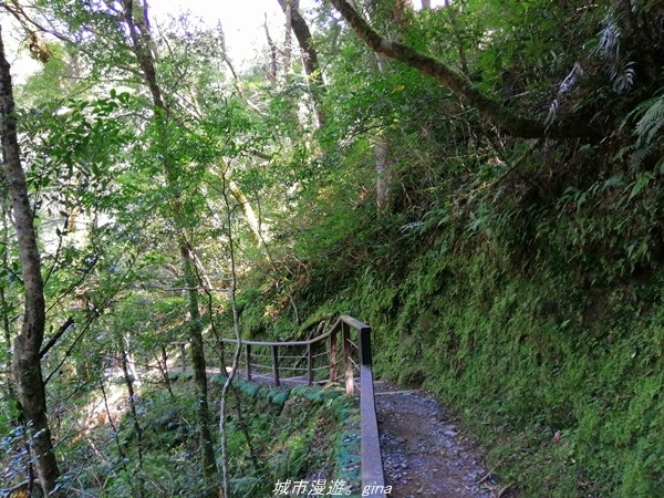 【桃園復興】有氧森呼吸。 山迢路遠超美的拉拉山神木群步道