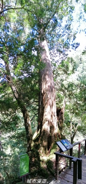 【桃園復興】有氧森呼吸。 山迢路遠超美的拉拉山神木群步道