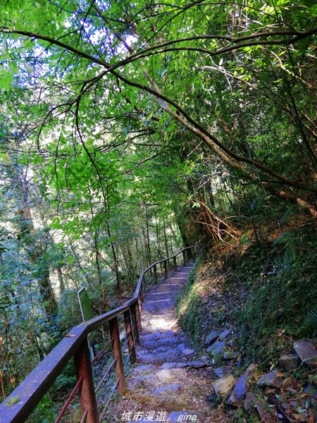 【桃園復興】有氧森呼吸。 山迢路遠超美的拉拉山神木群步道