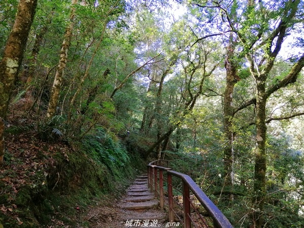 【桃園復興】有氧森呼吸。 山迢路遠超美的拉拉山神木群步道