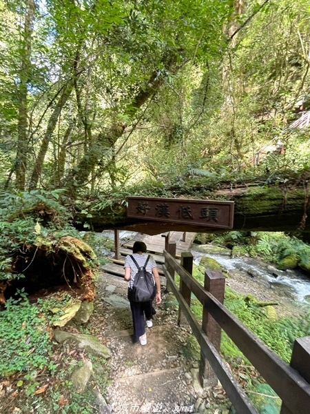 【桃園復興】有氧森呼吸。 山迢路遠超美的拉拉山神木群步道