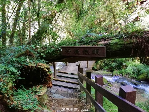 【桃園復興】有氧森呼吸。 山迢路遠超美的拉拉山神木群步道