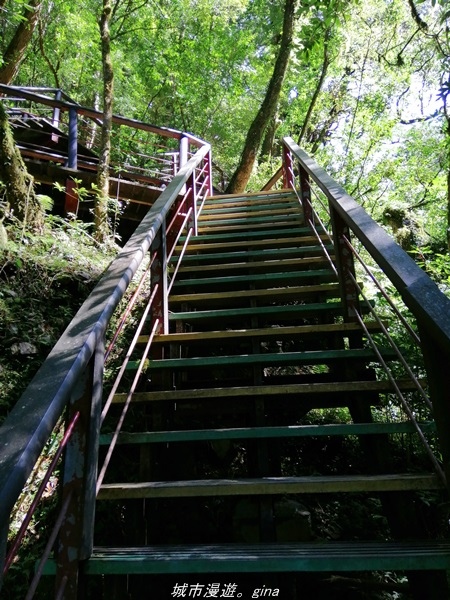 【桃園復興】有氧森呼吸。 山迢路遠超美的拉拉山神木群步道