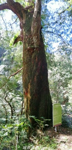 【桃園復興】有氧森呼吸。 山迢路遠超美的拉拉山神木群步道