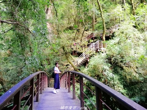 【桃園復興】有氧森呼吸。 山迢路遠超美的拉拉山神木群步道