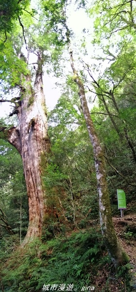 【桃園復興】有氧森呼吸。 山迢路遠超美的拉拉山神木群步道