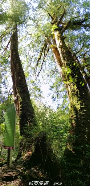 【桃園復興】有氧森呼吸。 山迢路遠超美的拉拉山神木群步道