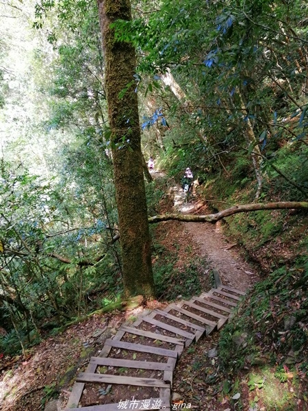 【桃園復興】有氧森呼吸。 山迢路遠超美的拉拉山神木群步道