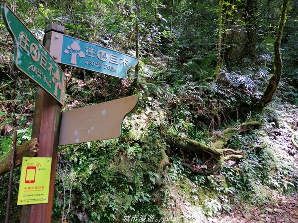 【桃園復興】有氧森呼吸。 山迢路遠超美的拉拉山神木群步道