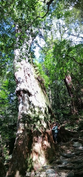 【桃園復興】有氧森呼吸。 山迢路遠超美的拉拉山神木群步道