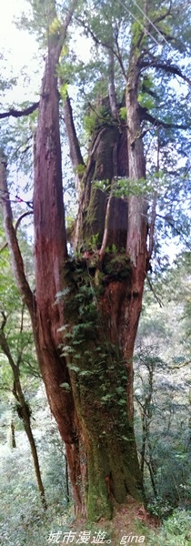 【桃園復興】有氧森呼吸。 山迢路遠超美的拉拉山神木群步道