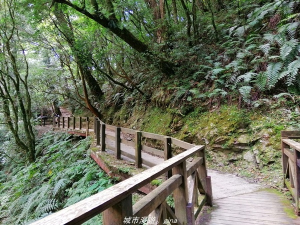 【桃園復興】有氧森呼吸。 山迢路遠超美的拉拉山神木群步道