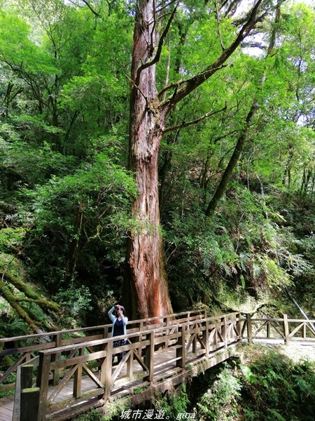 【桃園復興】有氧森呼吸。 山迢路遠超美的拉拉山神木群步道