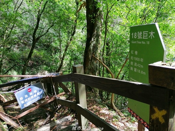 【桃園復興】有氧森呼吸。 山迢路遠超美的拉拉山神木群步道