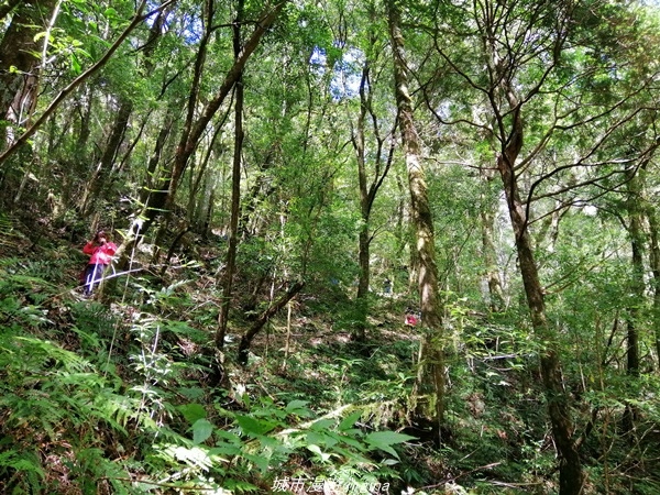 【桃園復興】有氧森呼吸。 山迢路遠超美的拉拉山神木群步道