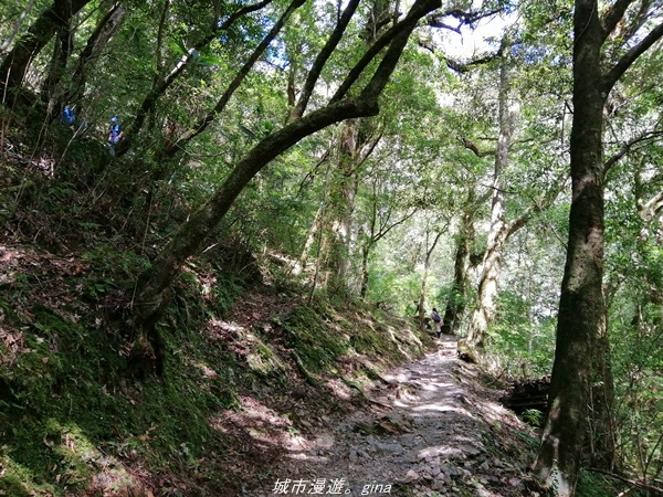 【桃園復興】有氧森呼吸。 山迢路遠超美的拉拉山神木群步道