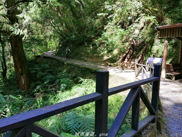 【桃園復興】有氧森呼吸。 山迢路遠超美的拉拉山神木群步道