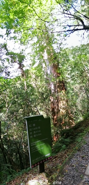 【桃園復興】有氧森呼吸。 山迢路遠超美的拉拉山神木群步道