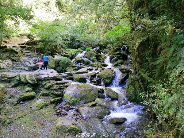 【桃園復興】有氧森呼吸。 山迢路遠超美的拉拉山神木群步道