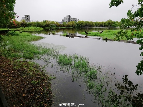 【宜蘭羅東】漫遊在城市裡的蒼鬱綠林。 羅東林業文化園區步道