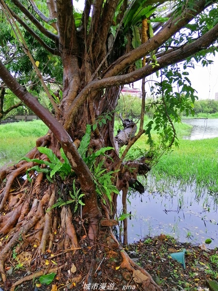 IMG_20211017_095122.jpg IMG_20211017_095122.jpg