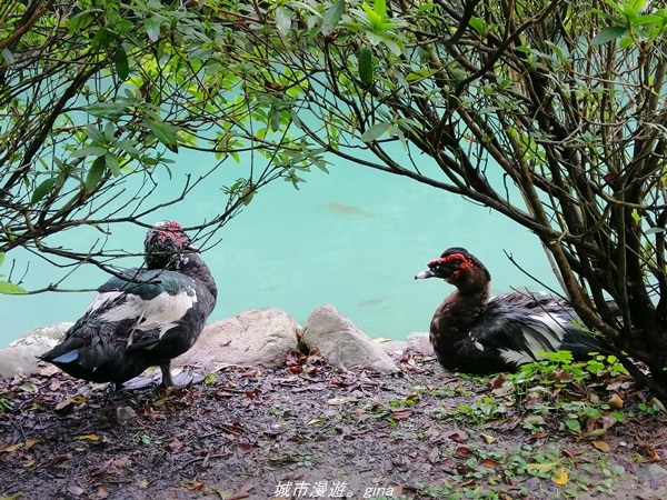 【宜蘭 員山】恬靜悠適。 望龍埤環湖步道