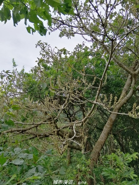 IMG_20211023_141316.jpg IMG_20211023_141316.jpg