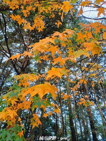 【台中和平】大手牽小手健行趣。No39小百岳稍來山