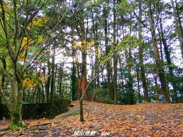 20211127_094831.jpg 20211127_094831.jpg