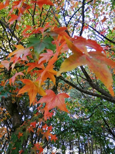 20211127_094833.jpg 20211127_094833.jpg