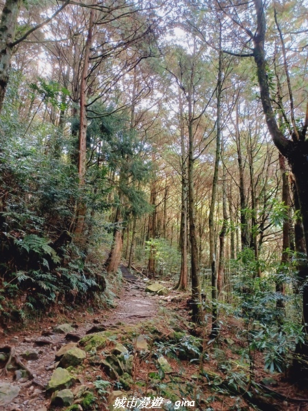 【台中和平】大手牽小手健行趣。No39小百岳稍來山