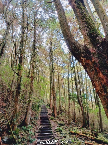 【台中和平】大手牽小手健行趣。No39小百岳稍來山