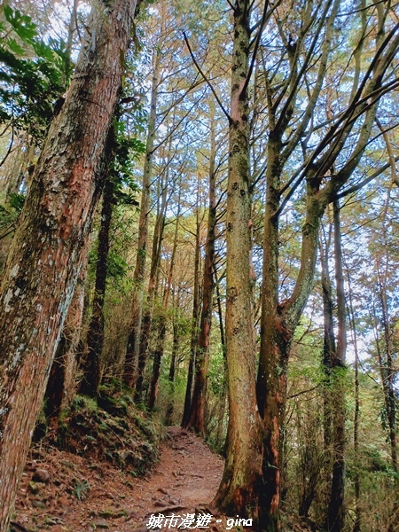 【台中和平】大手牽小手健行趣。No39小百岳稍來山