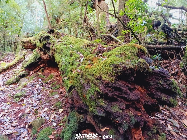 【台中和平】大手牽小手健行趣。No39小百岳稍來山