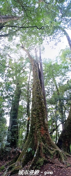 【台中和平】大手牽小手健行趣。No39小百岳稍來山