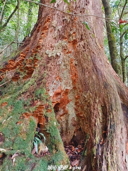 【台中和平】大手牽小手健行趣。No39小百岳稍來山