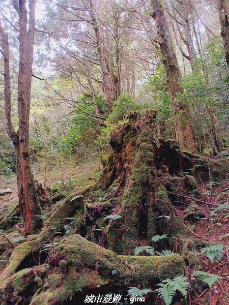 【台中和平】大手牽小手健行趣。No39小百岳稍來山