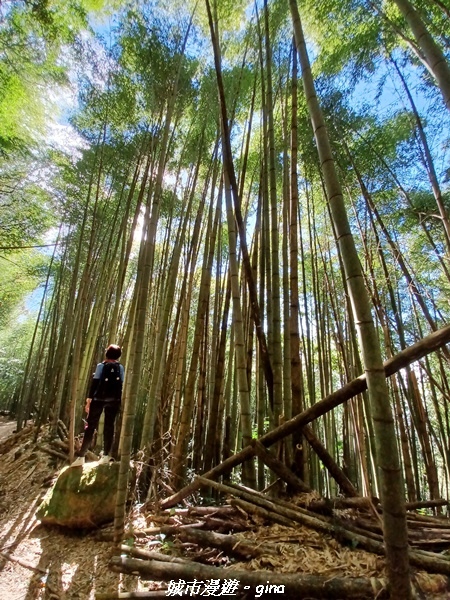 【嘉義阿里山鄉】美景盡收。 小百岳集起來。 No.60小百岳