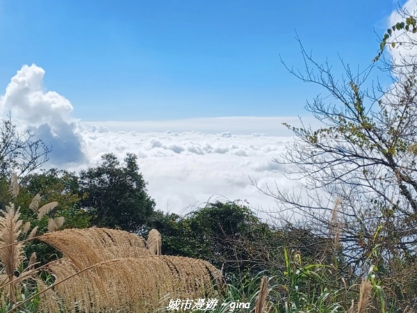 【嘉義阿里山鄉】美景盡收。 小百岳集起來。 No.60小百岳