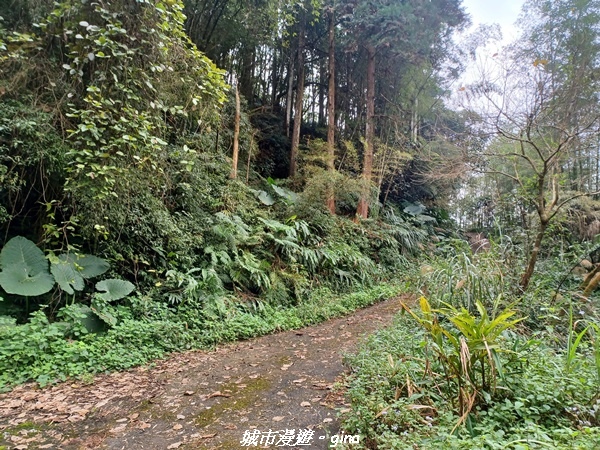 【嘉義番路】悠悠靜靜。 小百岳集起來。 No61小百岳~大湖