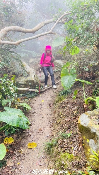 【台南南化】迷霧山徑。 小百岳集起來。 No.70小百岳~刣