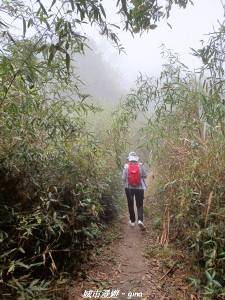 【台南南化】迷霧山徑。 小百岳集起來。 No.70小百岳~刣